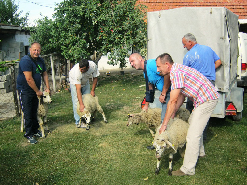 Podela maticnih stada ovaca